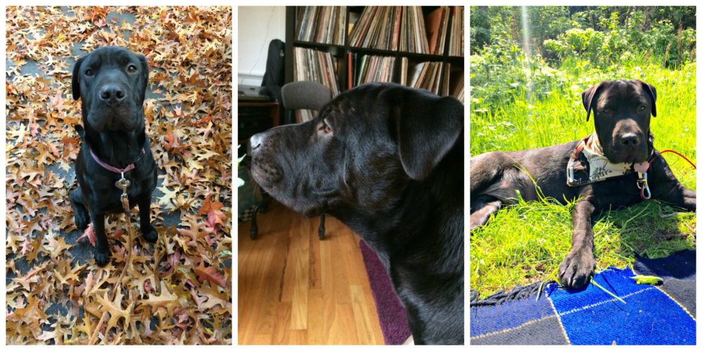 Rainier Veterinary Hospital Dog of the Month, November 2018: Rosie