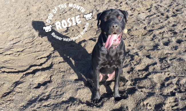 Rainier Veterinary Hospital Dog of the Month, November 2018: Rosie