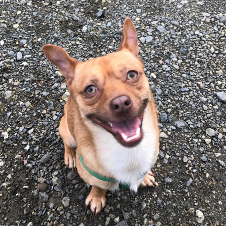 Rainier Veterinary Hospital Dog of the Month, December 2018: Rex