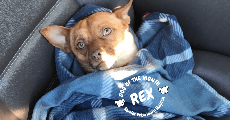 Rainier Veterinary Hospital Dog of the Month, December 2018: Rex