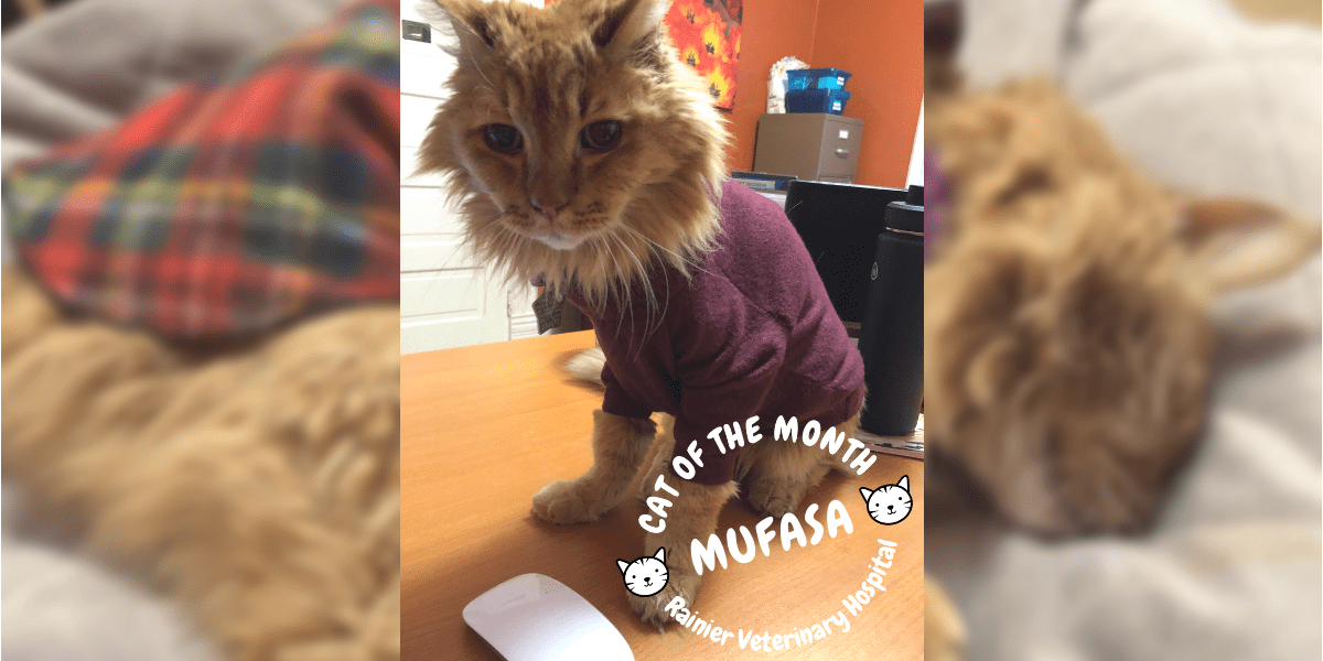 Rainier Veterinary Hospital Cats of the Month, January 2019: Mufasa
