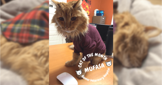 Rainier Veterinary Hospital Cats of the Month, January 2019: Mufasa