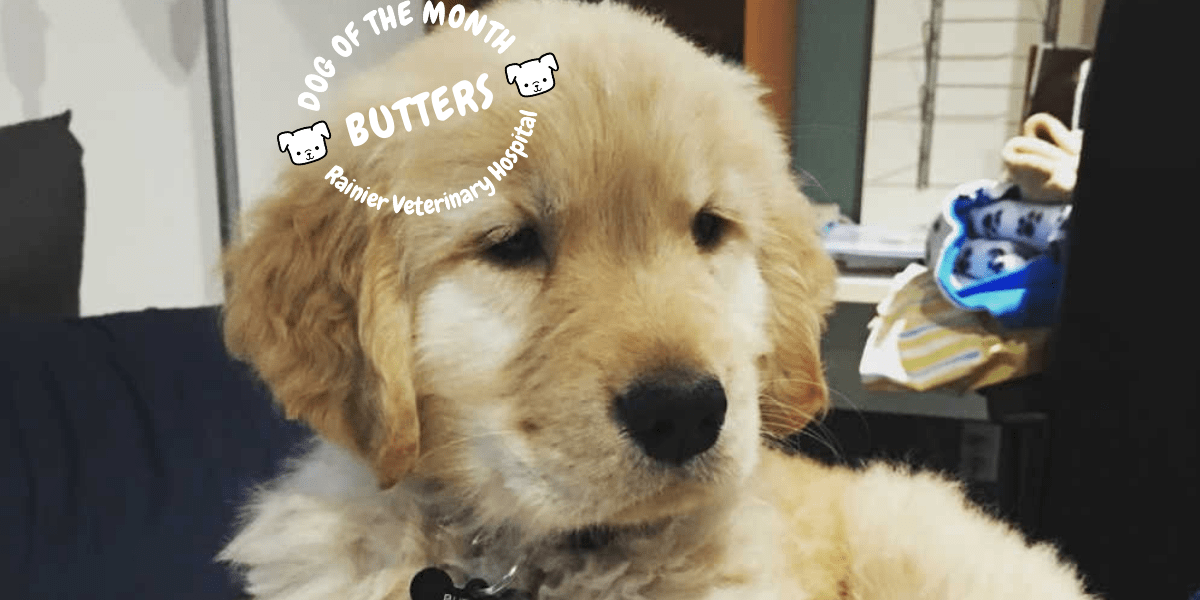 Rainier Veterinary Hospital Dog of the Month, January 2019: Butters