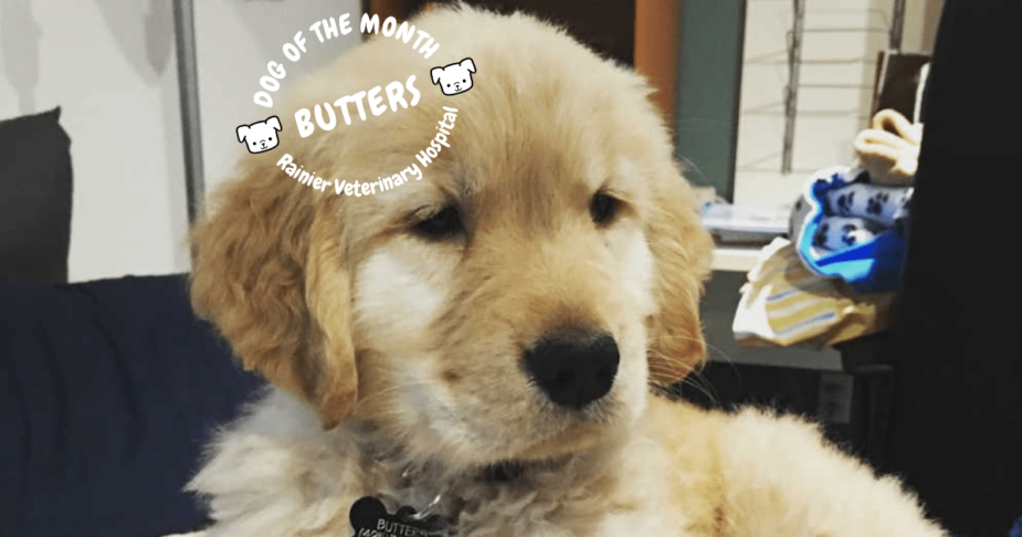 Rainier Veterinary Hospital Dog of the Month, January 2019: Butters