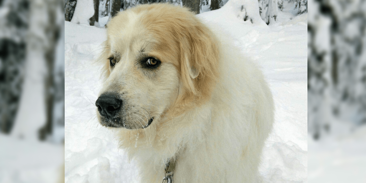 Bond: Beating the Odds, a Great Pyrnees treated for Osteosarcoma at Rainier Veterinary Hospital