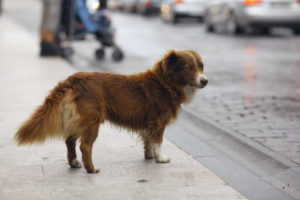 Rainier Veterinary Hospital Explains What to Do If You Find a Stray