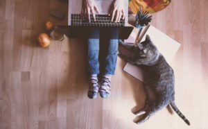 National Answer Your Cat's Questions Day