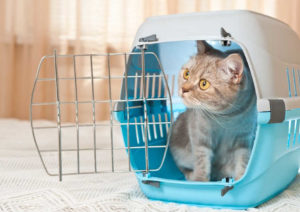 Answer Your Cat's Questions Day: Trips to the Vet