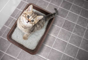 Answer Your Cat's Questions Day: Litterbox Issues