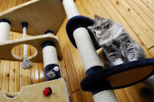 Answer Your Cat's Questions Day: Scratching Furniture