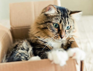Answer Your Cat's Questions Day: Cardboard Boxes