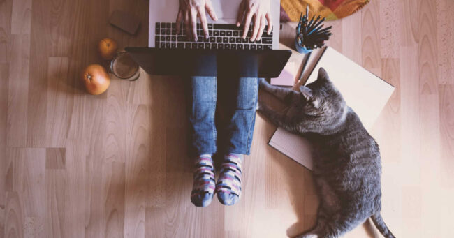 National Answer Your Cat's Questions Day