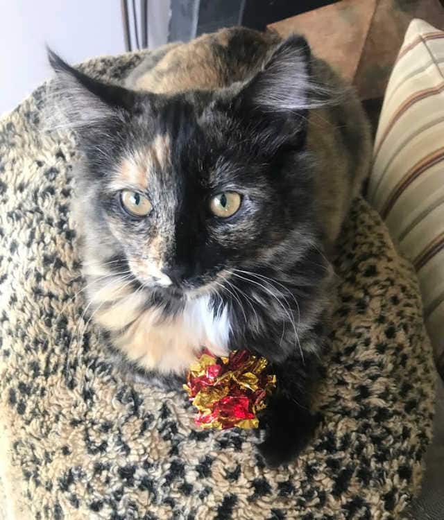 Rainier Veterinary Hospital Cats of the Month, February 2019: Mudhoney