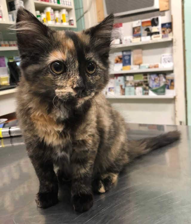 Rainier Veterinary Hospital Cats of the Month, February 2019: Mudhoney