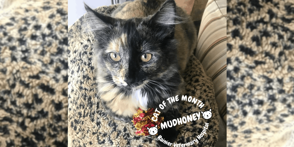 Rainier Veterinary Hospital Cats of the Month, February 2019: Mudhoney