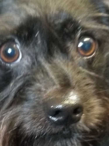Rainier Veterinary Hospital Dog of the Month, February 2019: Asher
