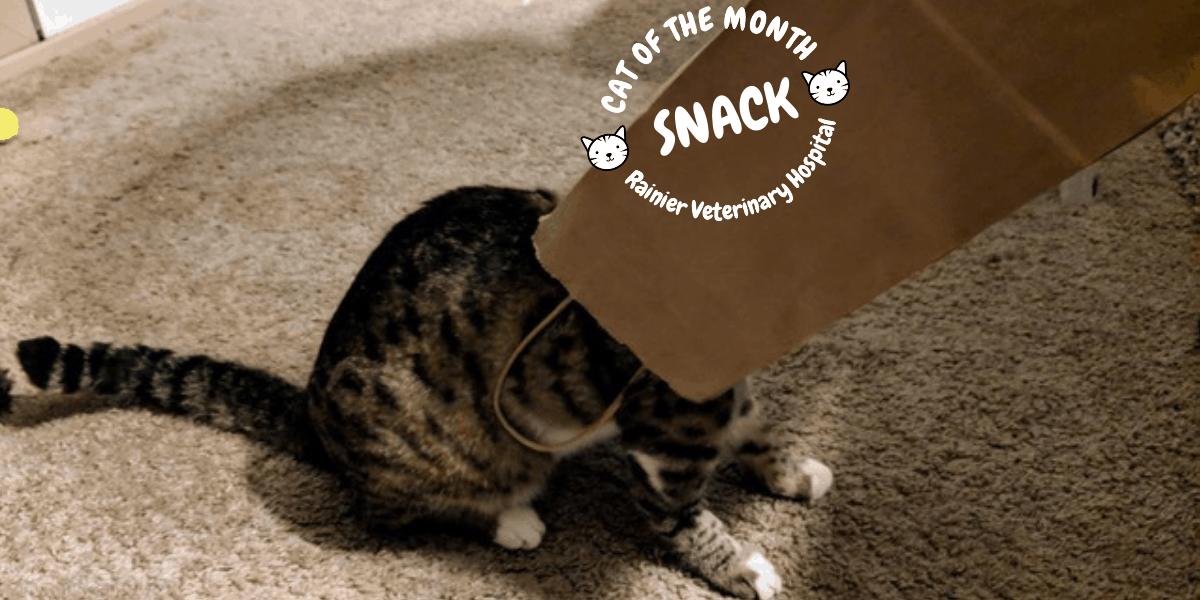 Rainier Veterinary Hospital Cat of the Month, March 2019: Snack