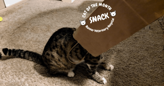 Rainier Veterinary Hospital Cat of the Month, March 2019: Snack