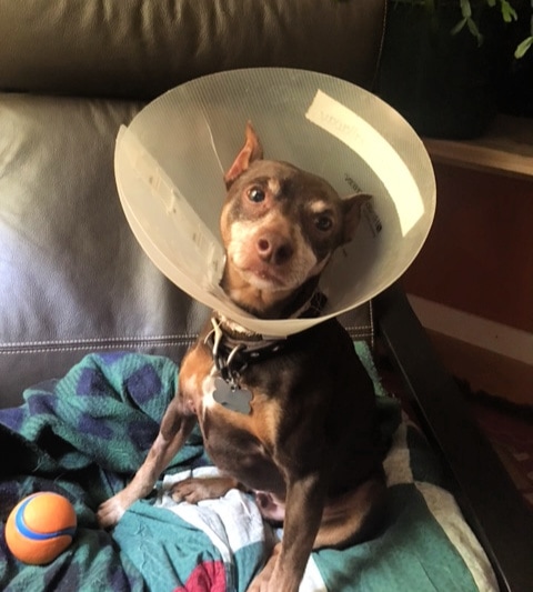 Rainier Veterinary Hospital Dog of the Month, March 2019: Rocky