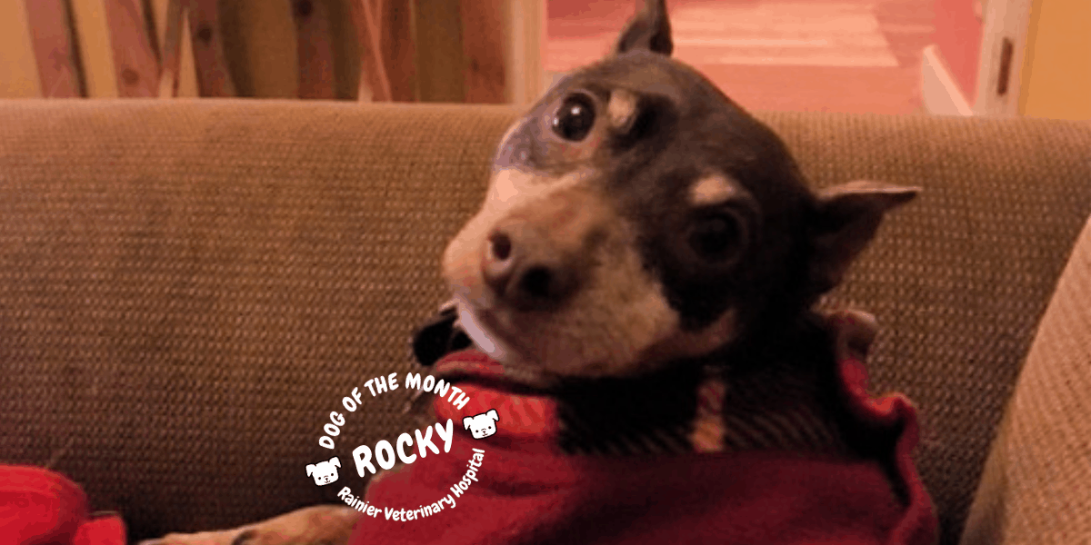 Rainier Veterinary Hospital Dog of the Month, March 2019: Rocky