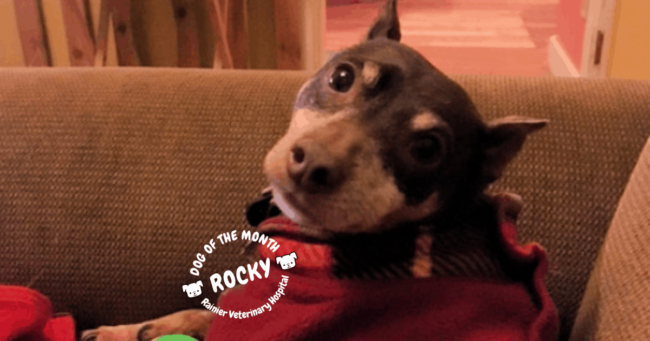Rainier Veterinary Hospital Dog of the Month, March 2019: Rocky