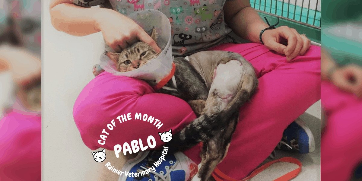 Rainier Veterinary Hospital Cat of the Month, April 2019: Pablo