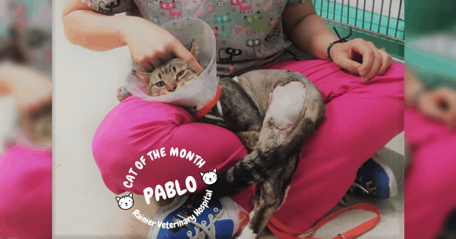Rainier Veterinary Hospital Cat of the Month, April 2019: Pablo