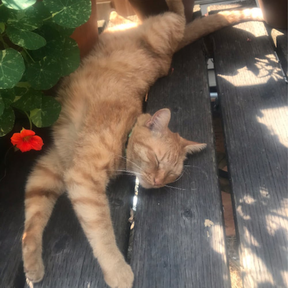 Rainier Veterinary Hospital Cat of the Month, May 2019: Zee