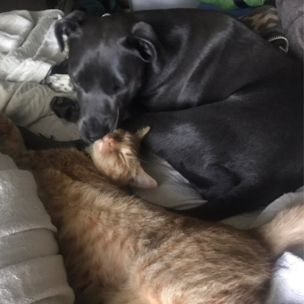 Rainier Veterinary Hospital Cat of the Month, May 2019: Zee