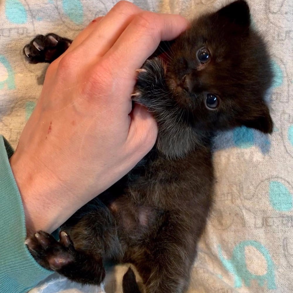 2019-05-28_kitten-season_4