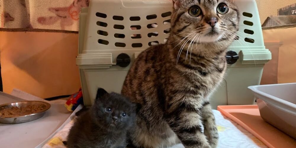 2019-05-28_kitten-season