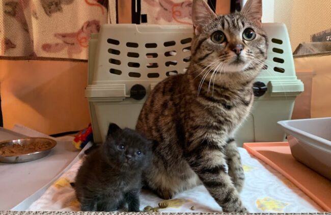 2019-05-28_kitten-season