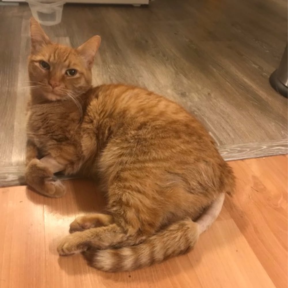 Rainier Veterinary Hospital Cat of the Month, May 2019: Zee