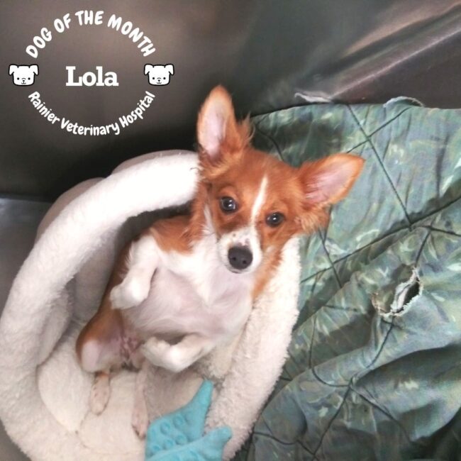 Rainier Veterinary Hospital Dog of the Month, May 2019: Lola