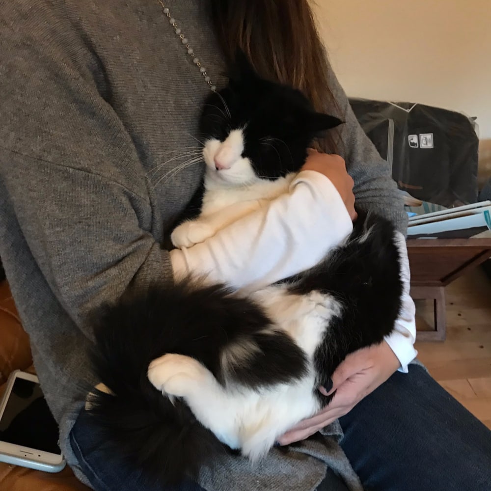 July 4th Pet Preparedness at Rainier Veterinary Hospital