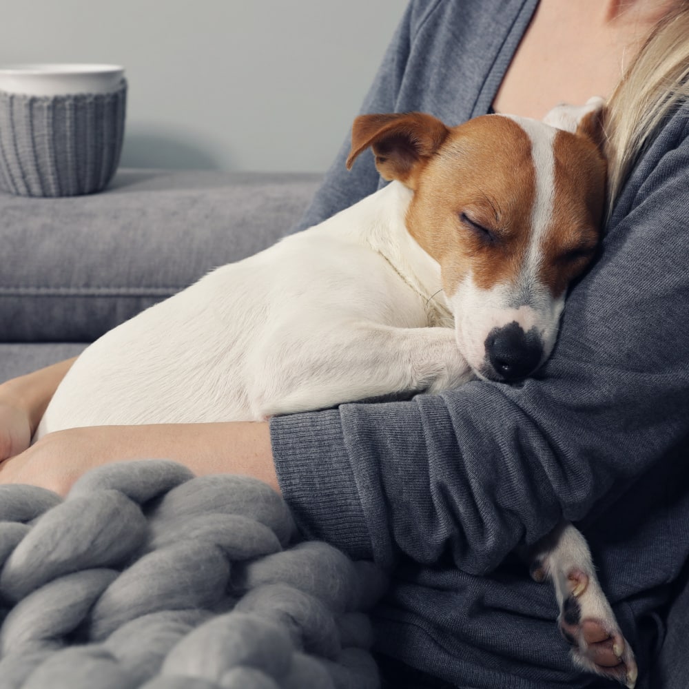 July 4th Pet Preparedness at Rainier Veterinary Hospital