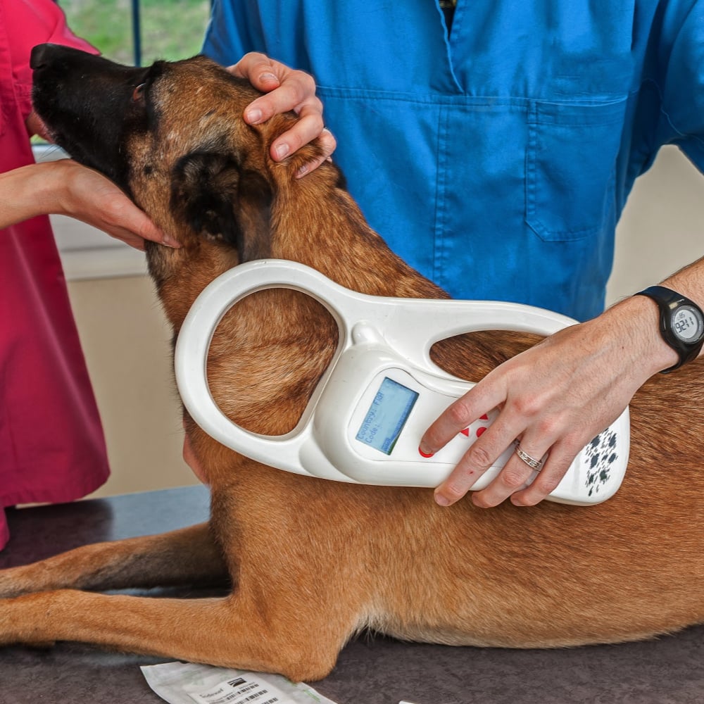 July 4th Pet Preparedness at Rainier Veterinary Hospital