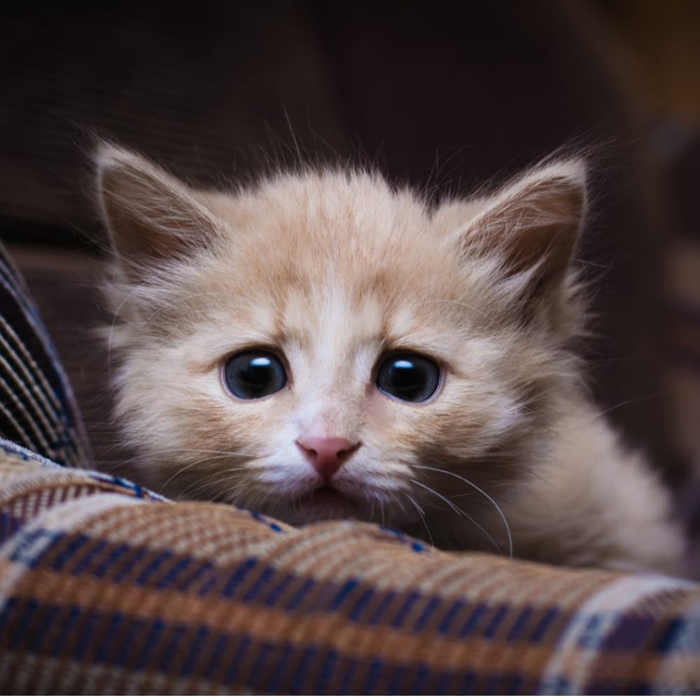 July 4th Preparedness at Rainier Veterinary Hospital