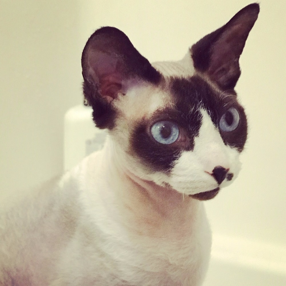 Rainier Veterinary Hospital Cat of the Month, August 2019: Mew
