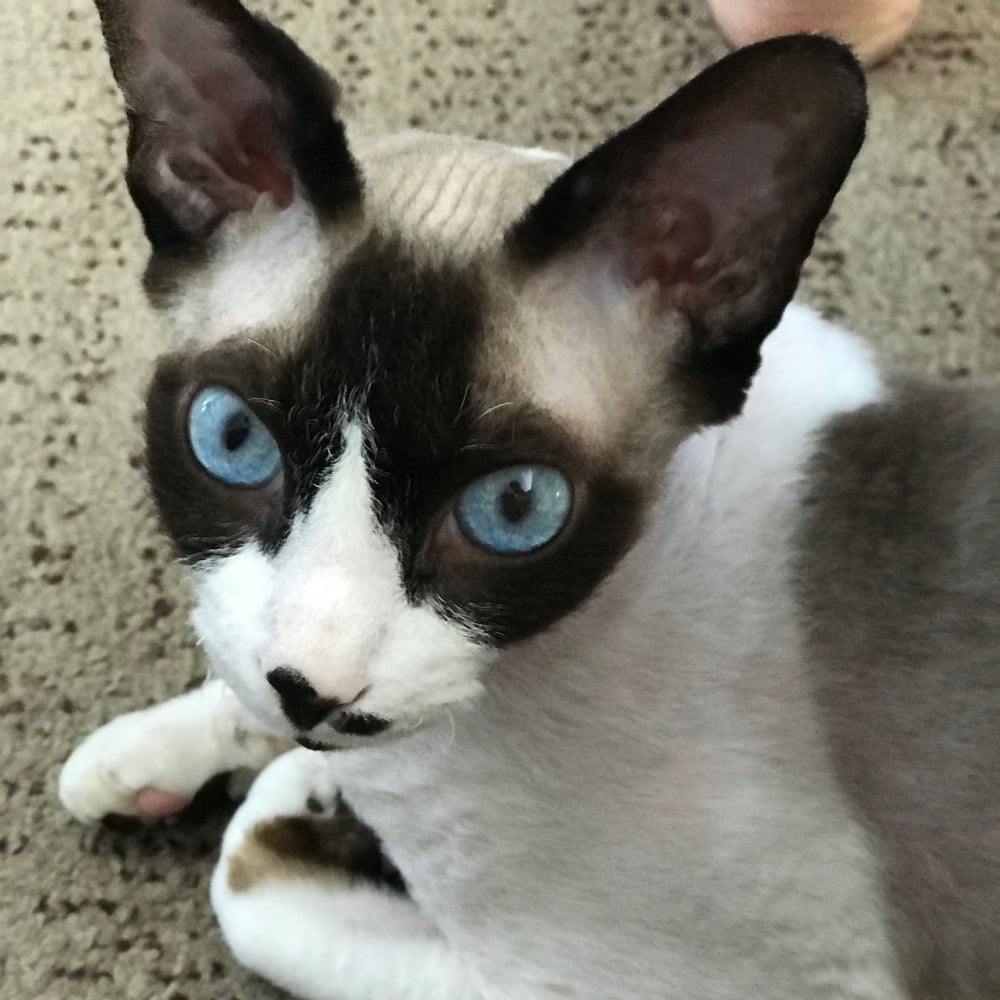 Rainier Veterinary Hospital Cat of the Month, August 2019: Mew