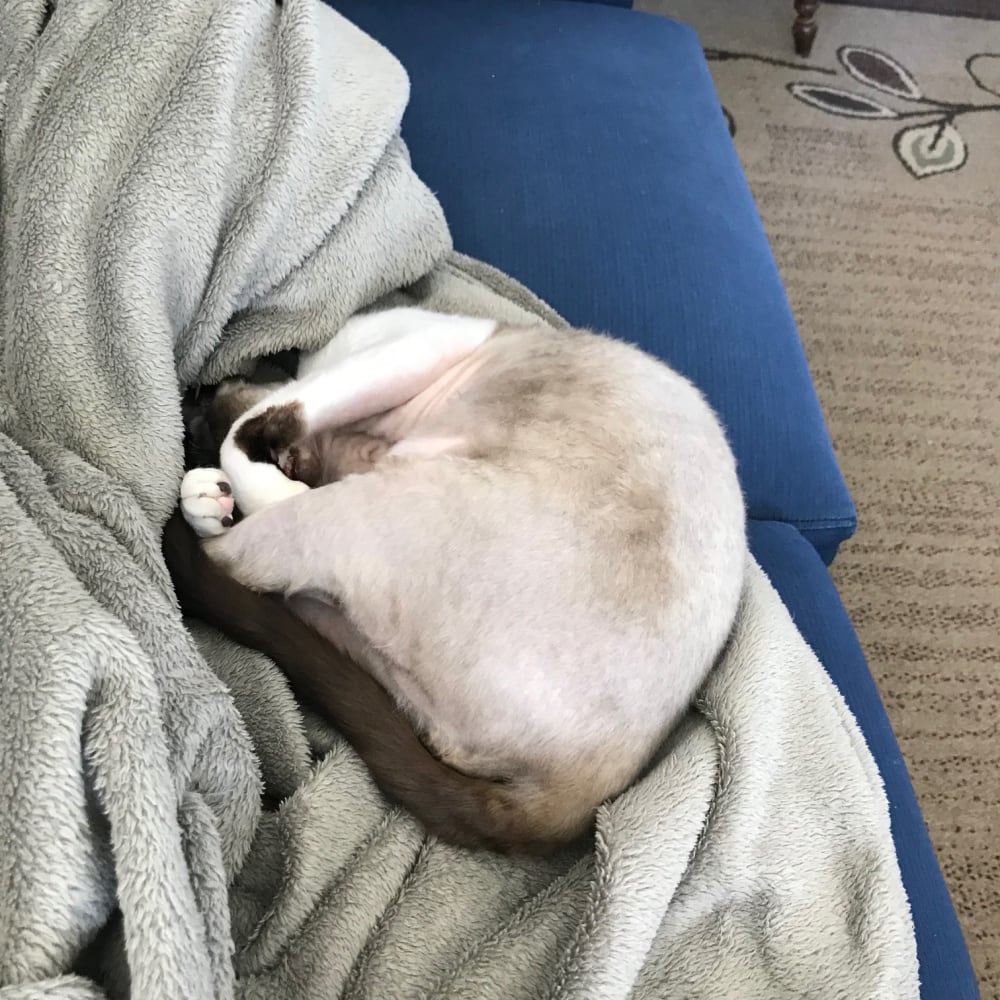 Rainier Veterinary Hospital Cat of the Month, August 2019: Mew