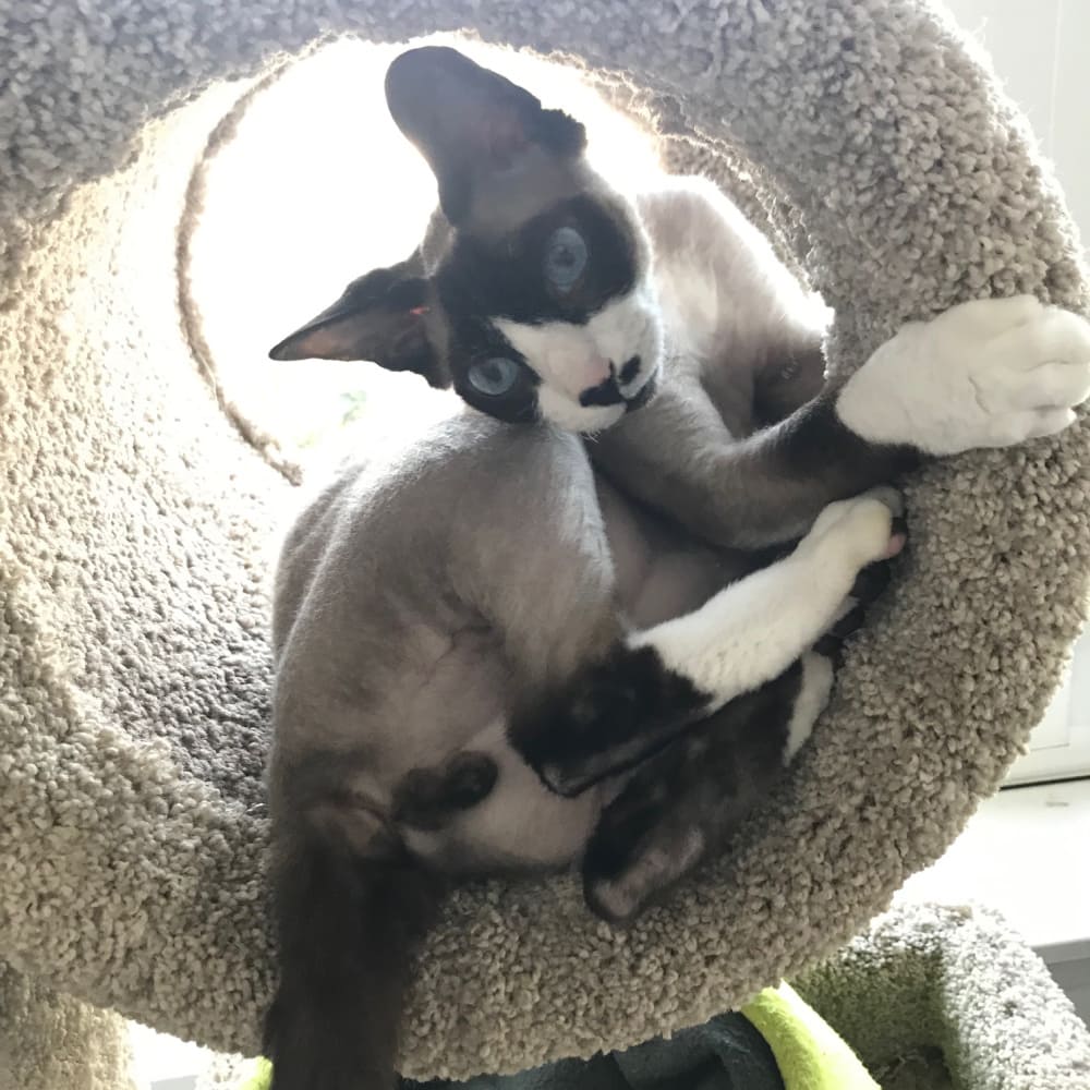 Rainier Veterinary Hospital Cat of the Month, August 2019: Mew