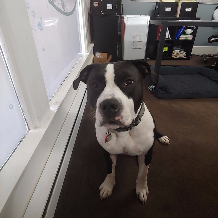 Rainier Veterinary Hospital Dog of the Month, August 2019: Chief Rainier Veterinary Hospital Dog of the Month, August 2019: Chief