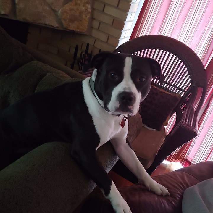 Rainier Veterinary Hospital Dog of the Month, August 2019: Chief Rainier Veterinary Hospital Dog of the Month, August 2019: Chief
