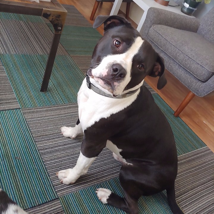 Rainier Veterinary Hospital Dog of the Month, August 2019: Chief Rainier Veterinary Hospital Dog of the Month, August 2019: Chief
