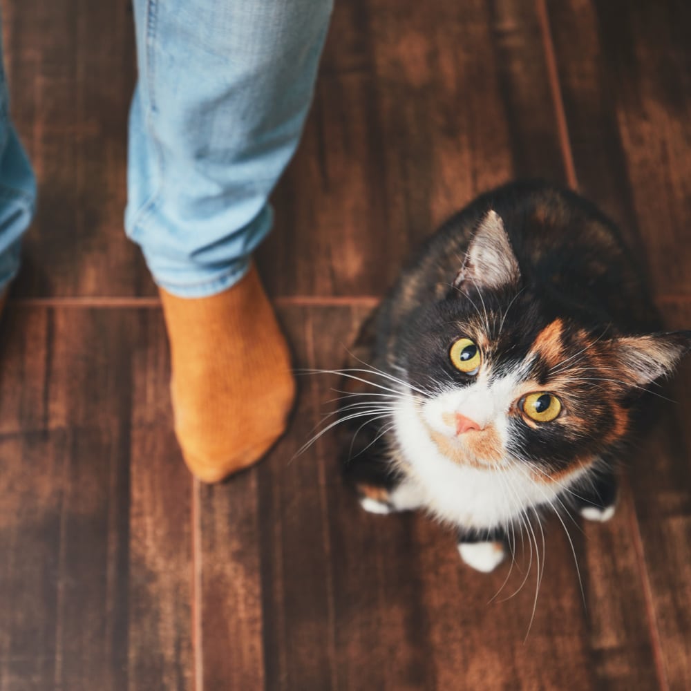 Rainier Veterinary Hospital Take Cat to Vet Day 2019