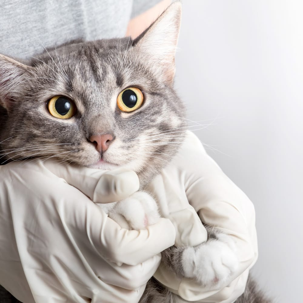 Rainier Veterinary Hospital Take Cat to Vet Day 2019