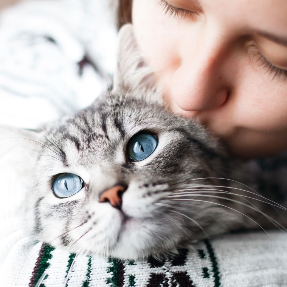 Rainier Veterinary Hospital Take Cat to Vet Day 2019