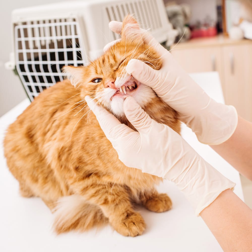 Rainier Veterinary Hospital Take Cat to Vet Day 2019
