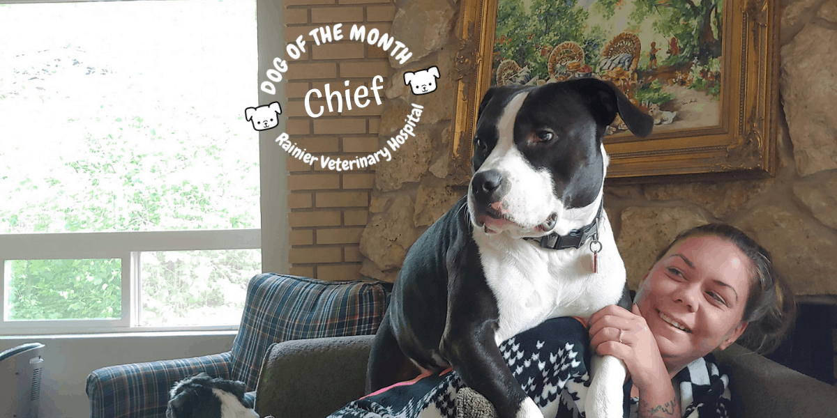 Rainier Veterinary Hospital Dog of the Month, August 2019: Chief